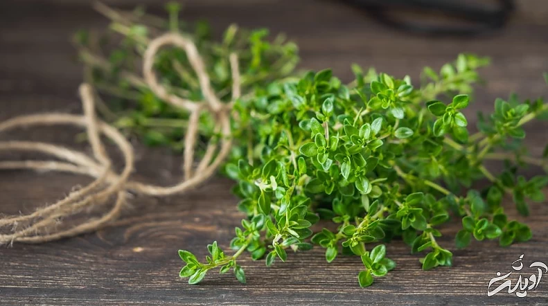 همه چیز در مورد گیاه دارویی خواص آویشن